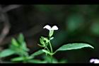 九頭獅子草-花23.jpg
