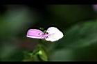 九頭獅子草-花27.jpg