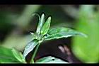 九頭獅子草-花苞00.jpg
