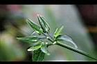 九頭獅子草-花苞01.jpg