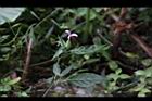 九頭獅子草00.JPG