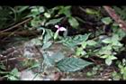 九頭獅子草03.JPG