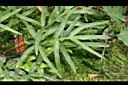 二型鳳尾蕨-繁殖葉00.JPG