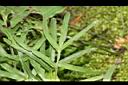 二型鳳尾蕨-繁殖葉03.JPG