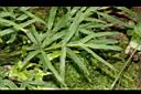 二型鳳尾蕨-繁殖葉04.JPG