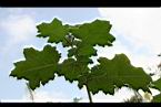 五指茄-葉0.jpg