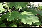 五指茄-葉1.jpg