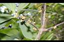 五掌楠-雄花苞05.JPG