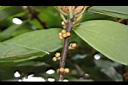 五掌楠-雄花苞06.JPG