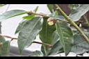 五柱滇山茶-花苞02.JPG