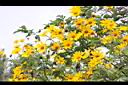 王爺葵-花03.jpg