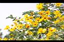 王爺葵-花04.jpg