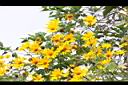 王爺葵-花05.jpg