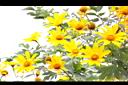 王爺葵-花08.jpg
