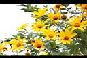 王爺葵-花09.jpg