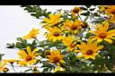 王爺葵-花11.jpg