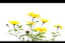 王爺葵-花18.jpg