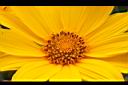 王爺葵-花蕊04.jpg