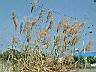 五節芒11.JPG