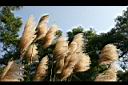 五節芒-花17.jpg