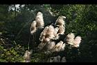 五節芒-花22.jpg