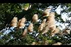 五節芒-花23.jpg