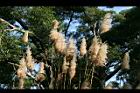 五節芒-花25.jpg