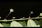 五蕊油柑-花實19.JPG