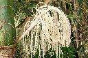 亞力山大椰子-花序41.JPG
