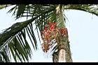 亞力山大椰子-紅實04.jpg