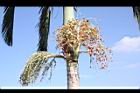 亞力山大椰子-紅實09.JPG