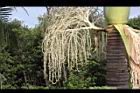 亞力山大椰子-花序33.JPG