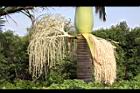 亞力山大椰子-花序34.JPG