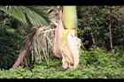 亞力山大椰子-花序39.JPG