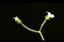 亞毛無心菜-花01.JPG