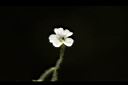 亞毛無心菜-花13.JPG