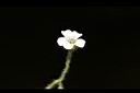 亞毛無心菜-花17.JPG