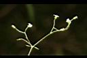 亞毛無心菜-花序01.JPG