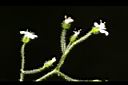 亞毛無心菜-花序03.JPG