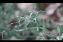 亞毛無心菜-花苞3.JPG