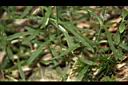 亞毛無心菜-葉00.JPG