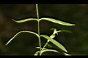 亞毛無心菜-葉03.JPG