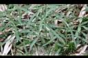 亞毛無心菜05.JPG