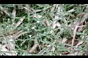 亞毛無心菜08.JPG
