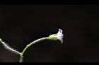 亞毛無心菜-花02.JPG