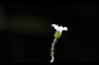 亞毛無心菜-花04.JPG