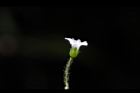 亞毛無心菜-花05.JPG