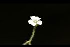 亞毛無心菜-花16.JPG
