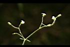 亞毛無心菜-花序00.JPG