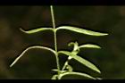 亞毛無心菜-葉02.JPG